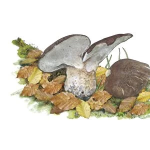 Scutiger pes-caprae-sabatera mushrooms C016 / 3446
