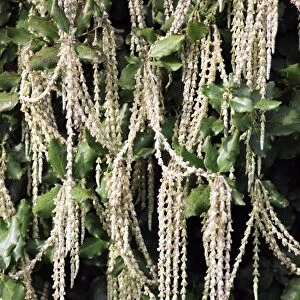 Silk tassel flowers (Garrya elliptica)
