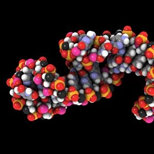 Telomerase molecule, artwork