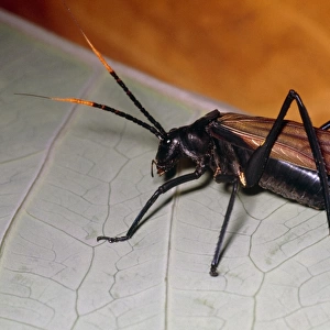 Wasp mimic bush cricket