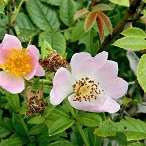 Wild rose (Rosa canina)