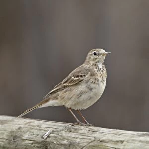 American pipit (Anthus rubescens rubescens), San Jacinto Wildlife Area