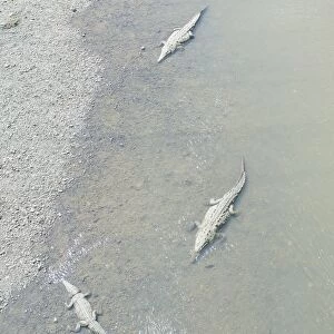Crocodiles seen from the bridge over the River Tarcoles, Jaco, Costa Rica