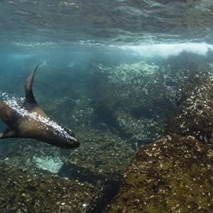 Galapagos fur seal (Arctocephalus galapagoensis) underwater on Santiago Island, Galapagos