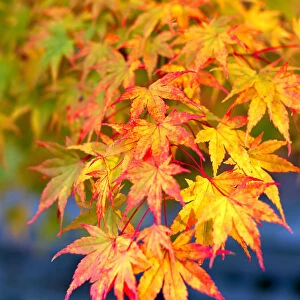 Japanese maple tree changing colour in autumn at Eikando temple in Kyoto, Japan, Asia