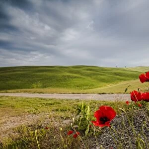 Red flowers and clouds frame the gentle green hills of Val d Orcia, UNESCO World Heritage Site