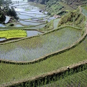Rice terraces of the Ifugao people
