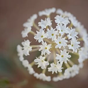 Sand verbena (Abronia fragrans), Canyon Country, Utah, United States of America