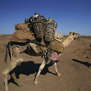 Somali camel nomads collecting water, Ethiopia, Africa