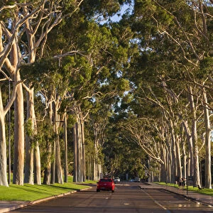 Australia, Western Australia, Perth, Kings Park, Fraser Avenue, trees