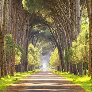 Avenue of Pine Trees, Natural Park of Migliarino San Rossore Massaciuccoli, Pisa, Tuscany
