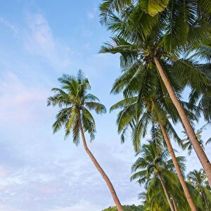 Palm trees on Marimegmeg Beach, El Nido, Palawan, Philippines