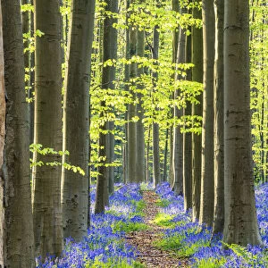 Path through Bluebell Flowers (Hyacinthoides non-scripta) and Beech Forest, Hallerbos Forest