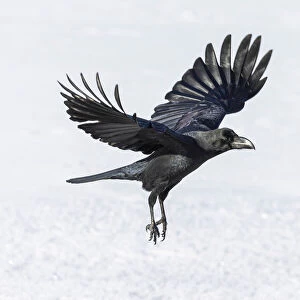 Raven (Corvus corax) in flight over snow, Hokkaido, Japan
