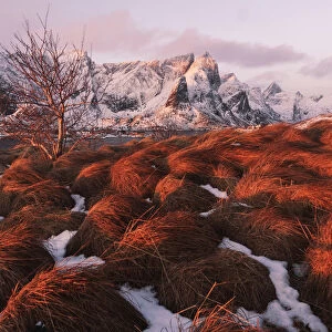 Snowy bushes above Reine along the coast at sunrise in the Lofoten islands, Norway
