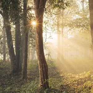 Sunrise through misty woods near Hsipaw, Shan State, Myanmar, Asia