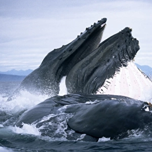 Humpback Whale feeding (Megaptera novaeangliae). Frederick Sd, S. E. Alaska