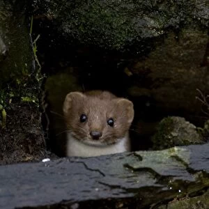 Weasel (Mustela nivalis) looking out a hole in an old wall. Loch Awe, nr Oban, Scotland, UK
