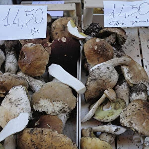 Italy, Lombardy, Iseo, new season porcini mushrooms