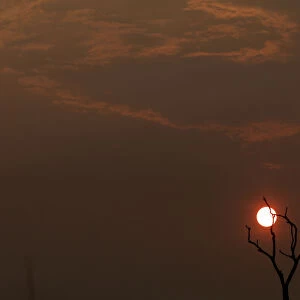 The sun sets behind a burned tree amid smoke as a tract of Amazon jungle burns as it is