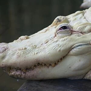 American Alligator (Alligator mississipiensis) leucistic adult, close-up of head, Florida, U. S. A. June (captive)