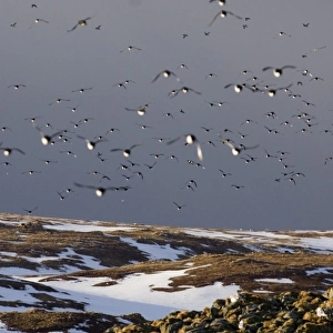 Common Guillemot (Uria aalge) adults, group in flight, returning to breeding cliffs, Hornoya Island, Varanger, Northern Norway, march
