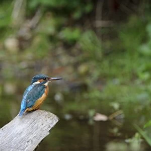 Common Kingfisher (Alcedo atthis) adult female, perched on branch at edge of river, River Dove, Staffordshire, England