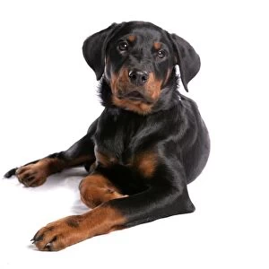 Domestic Dog, Rottweiler, male puppy, laying