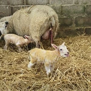 Domestic Sheep, ewe with newborn twin lambs, standing in indoor pen of lambing shed, Sussex, England, March