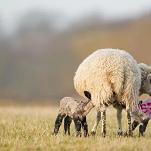 Domestic Sheep, mule ewe, with two four-days old lambs suckling, with sprayed identification number on lamb, Suffolk