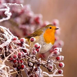 European Robin (Erithacus rubecula) adult, perched amongst frost covered berries, Dumfries and Galloway, Scotland