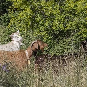 Goats eating leaves and flowers of Christs Thorn tree - Bulgaria