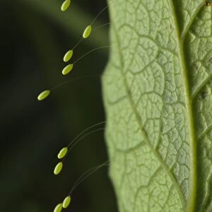 Green Lacewing (Chrysopa sp. ) stalked eggs, deposited on leaf, Italy, may