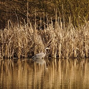 Grey Heron (Ardea cinerea) adult, hunting in water at edge of reedbed, Upton Warren, Warwickshire, England, March