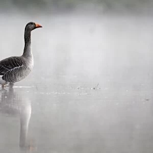 Greylag Goose (Anser anser) adult, standing in water in mist, Midlands, England, april