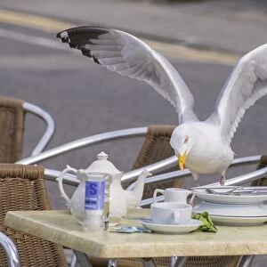 Herring Gull (Larus argentatus) adult, breeding plumage, stealing food from cafe table, Sennen Cove, Sennen, Cornwall