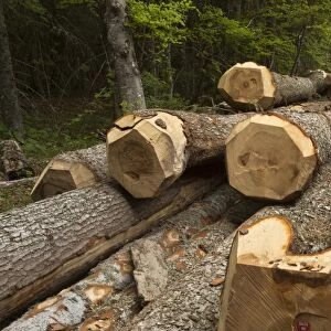 Large felled trunks of Norway Spruce (Picea abies) in forest, Vercors, French Alps, France, May