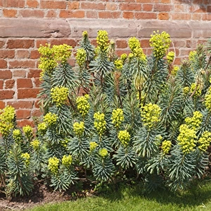 Large Mediterranean Spurge (Euphorbia characias) John Tomlinson, flowering, growing beside brick wall in garden, Powys
