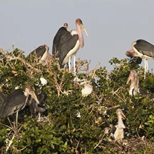 Marabou Stork (Leptoptilos crumeniferus) adults with chicks at nest, nesting colony in tree, Godikwe Lagoon, Okavango Delta, Botswana