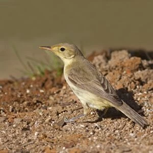 Melodious Warbler (Hippolais polyglotta) immature, foraging on ground, Northern Spain, september