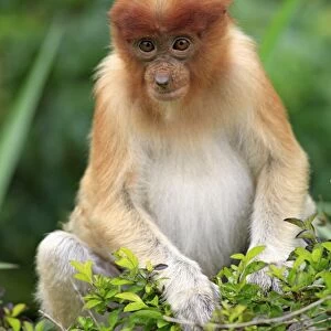 Proboscis Monkey (Nasalis larvatus) young, feeding on leaves, Labuk Bay, Sabah, Borneo, Malaysia