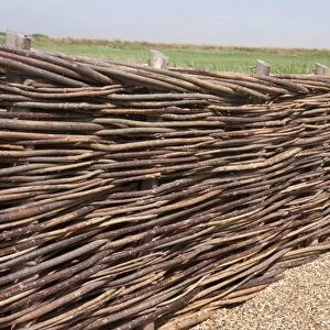 Traditional wattle willow-weave fence, Norfolk, England, July