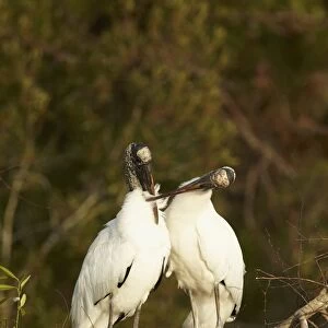 Wood Stork (Mycteria americana) adult pair, mutual preening, bonding behaviour at nestsite in mangrove treetops