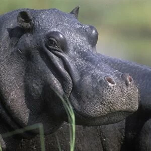 Botswana, Moremi Game Reserve, Hippopotamus (Hippopotamus amphibius) resting in sun
