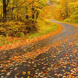 Canada, Ontario, Goulasi River. Country road lined with fallen maple leaves. Credit as
