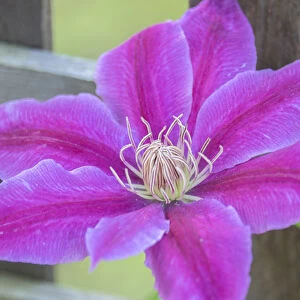 Clematis flower, Reading, Massachusetts, USA