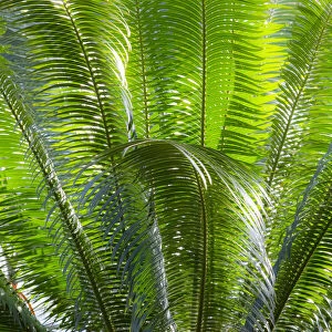 Close-up of the fronds of the Sago Palm Tree