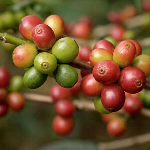 Costa Rica, coffee beans on coffee bush