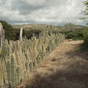 Datu Candle Cactus Fence (Ritterocereus griseus) BONAIRE, Netherlands Antilles