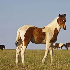 Feral Horse (Equus caballus) colt with herd in the high, sagebrush country east of Cody
